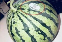 吃网红瓜违法吗